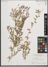 Foto von Salix purpurea L.